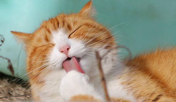 Grooming